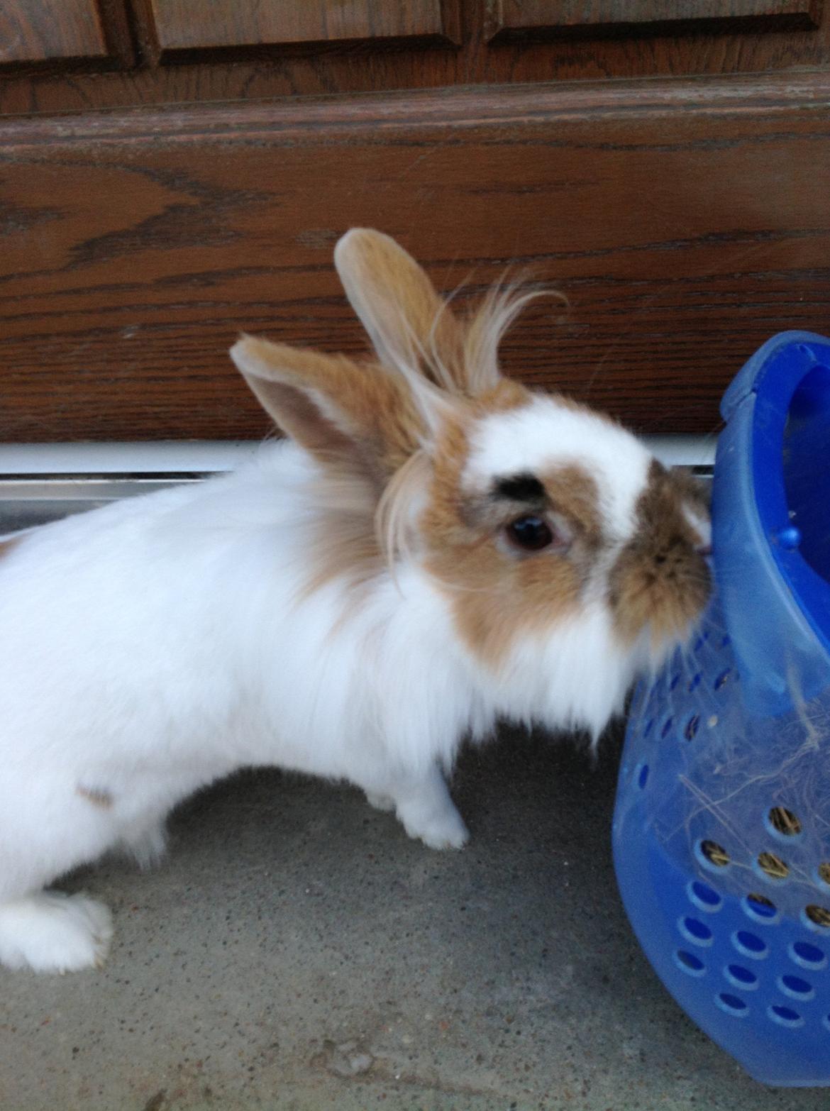 Kanin Søbakkegård´s Fidolina <3 - Hvad er det ? billede 4