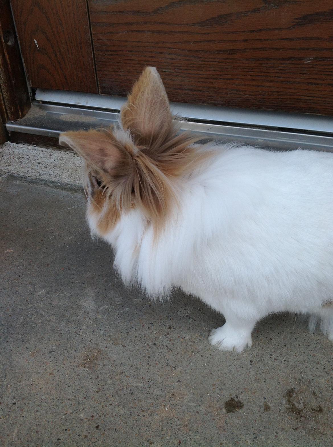 Kanin Søbakkegård´s Fidolina <3 - Vent lige lidt 
jeg skal liiiige se hvad det er  billede 5