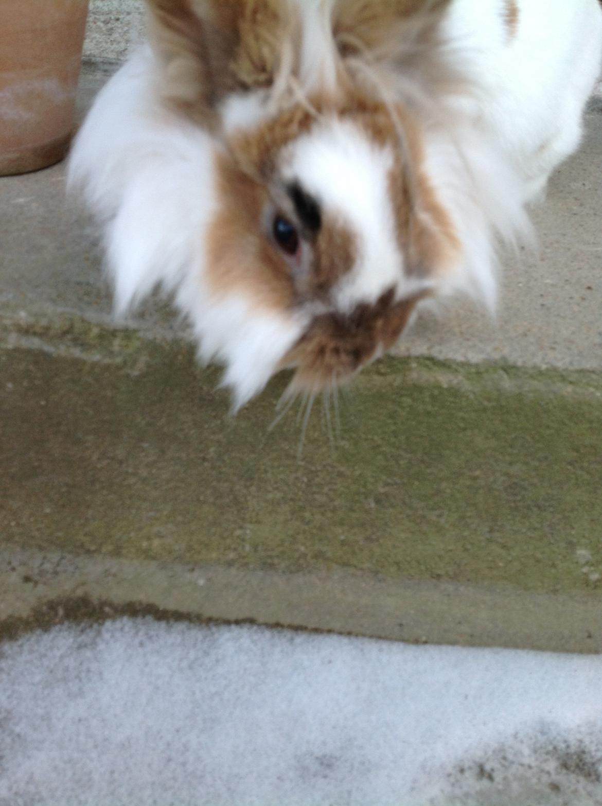 Kanin Søbakkegård´s Fidolina <3 - hej hej 
lig en kommentar billede 6