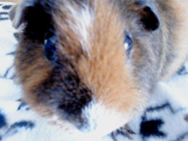 Marsvin Totte - Dauwsss billede 8