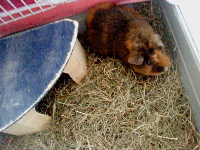 Marsvin Totte - Har det godt :) billede 10