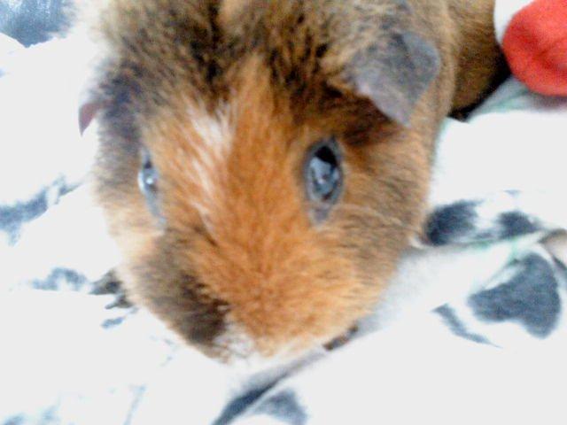 Marsvin Totte - Lurer billede 9