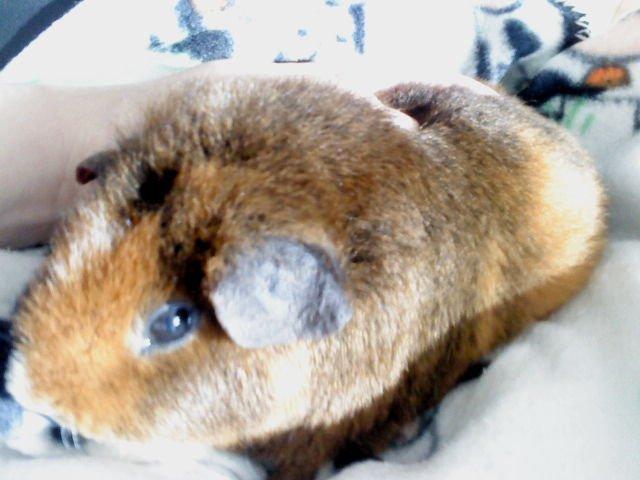 Marsvin Totte - bliver lige varmet i solstråler :) billede 6