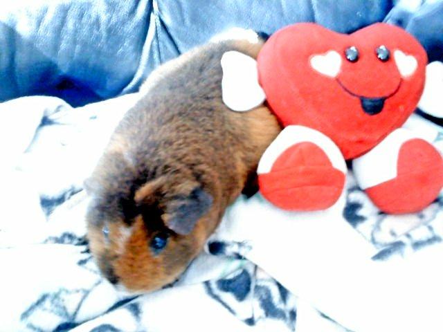 Marsvin Totte - Tæppe-hygge billede 7