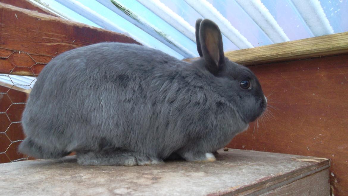 Kanin fede Berg billede 2