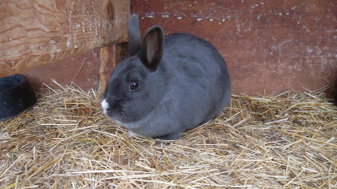 Kanin fede Berg billede 3