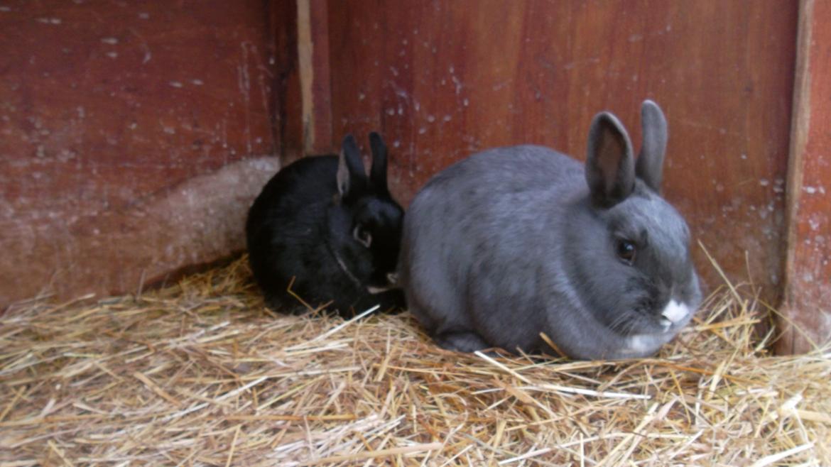 Kanin fede Berg billede 4