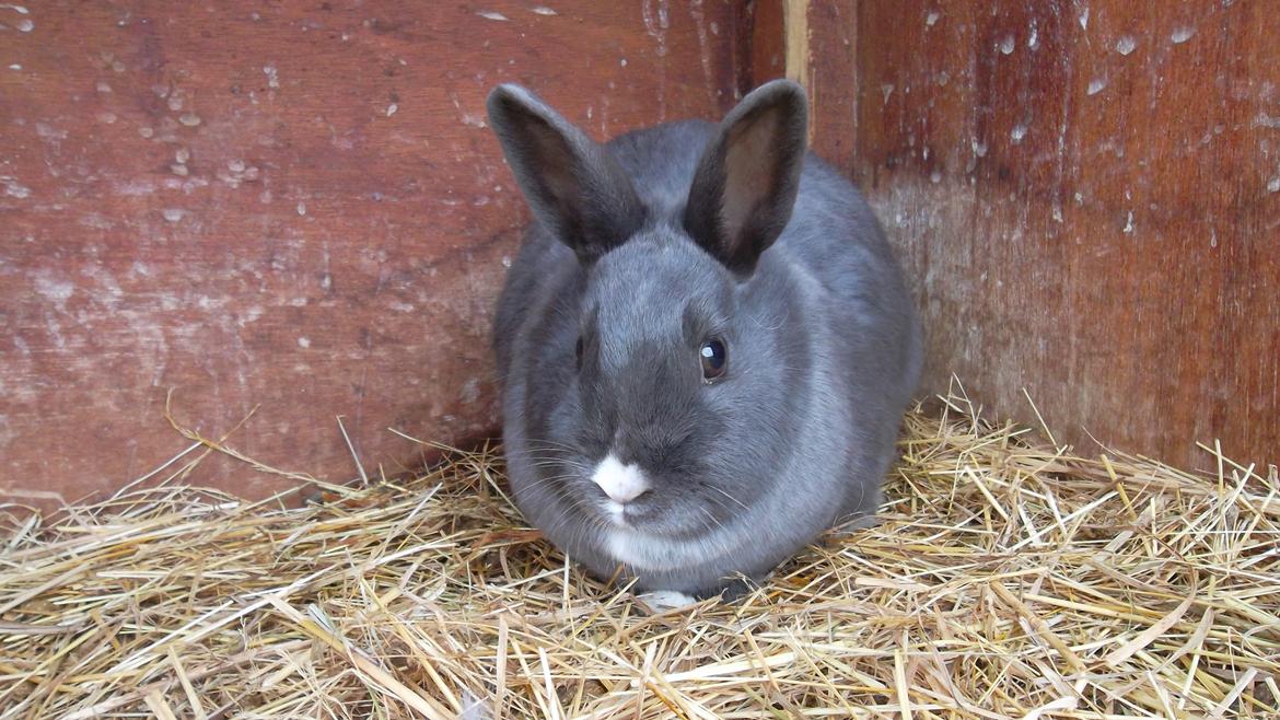 Kanin fede Berg billede 5