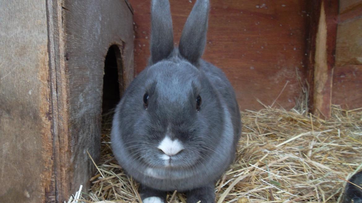 Kanin fede Berg billede 6