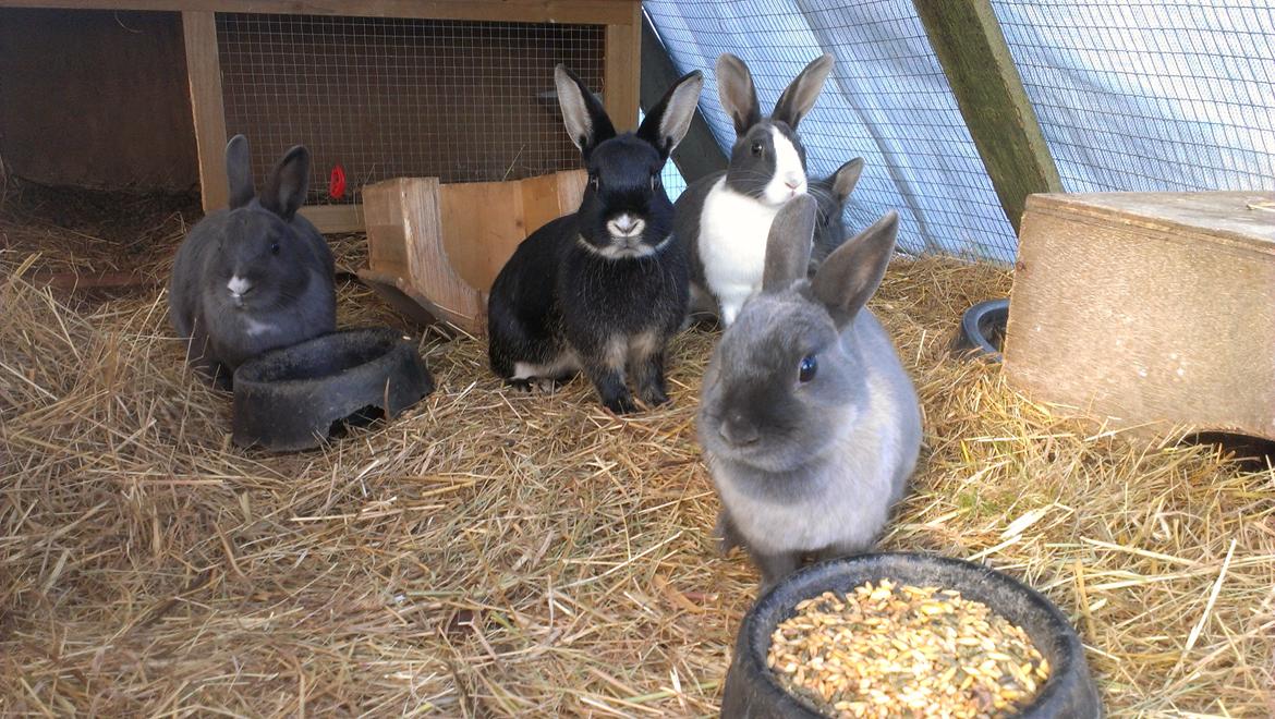 Kanin fede Berg billede 7