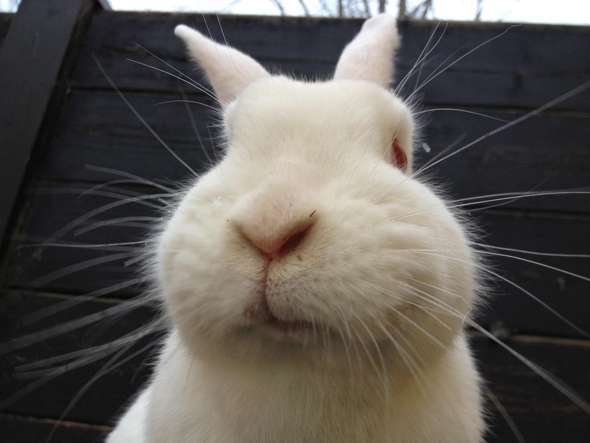 Kanin maja - klar til gå tur billede 14