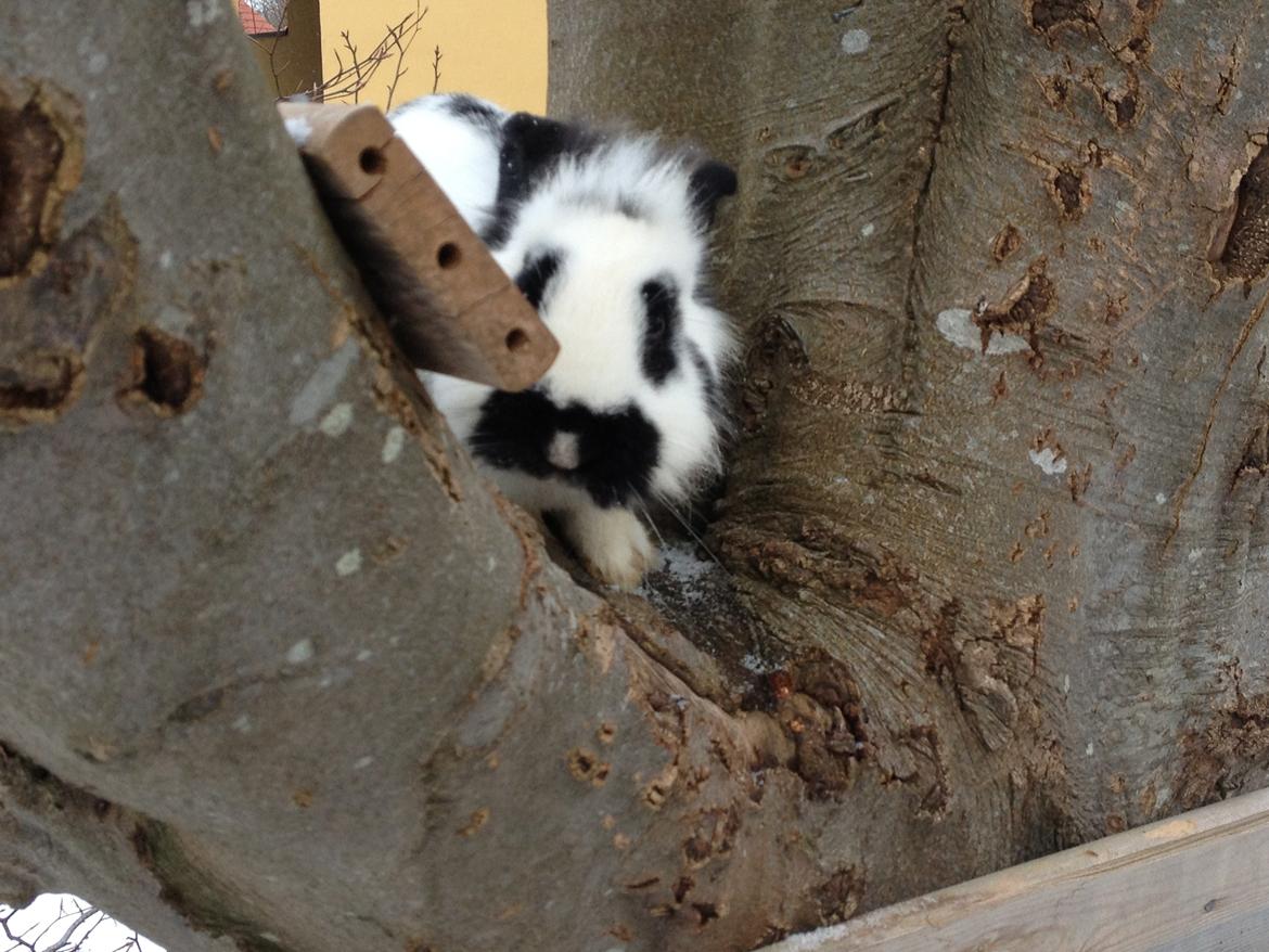 Kanin molly - se jeg er oppe i et træ billede 6