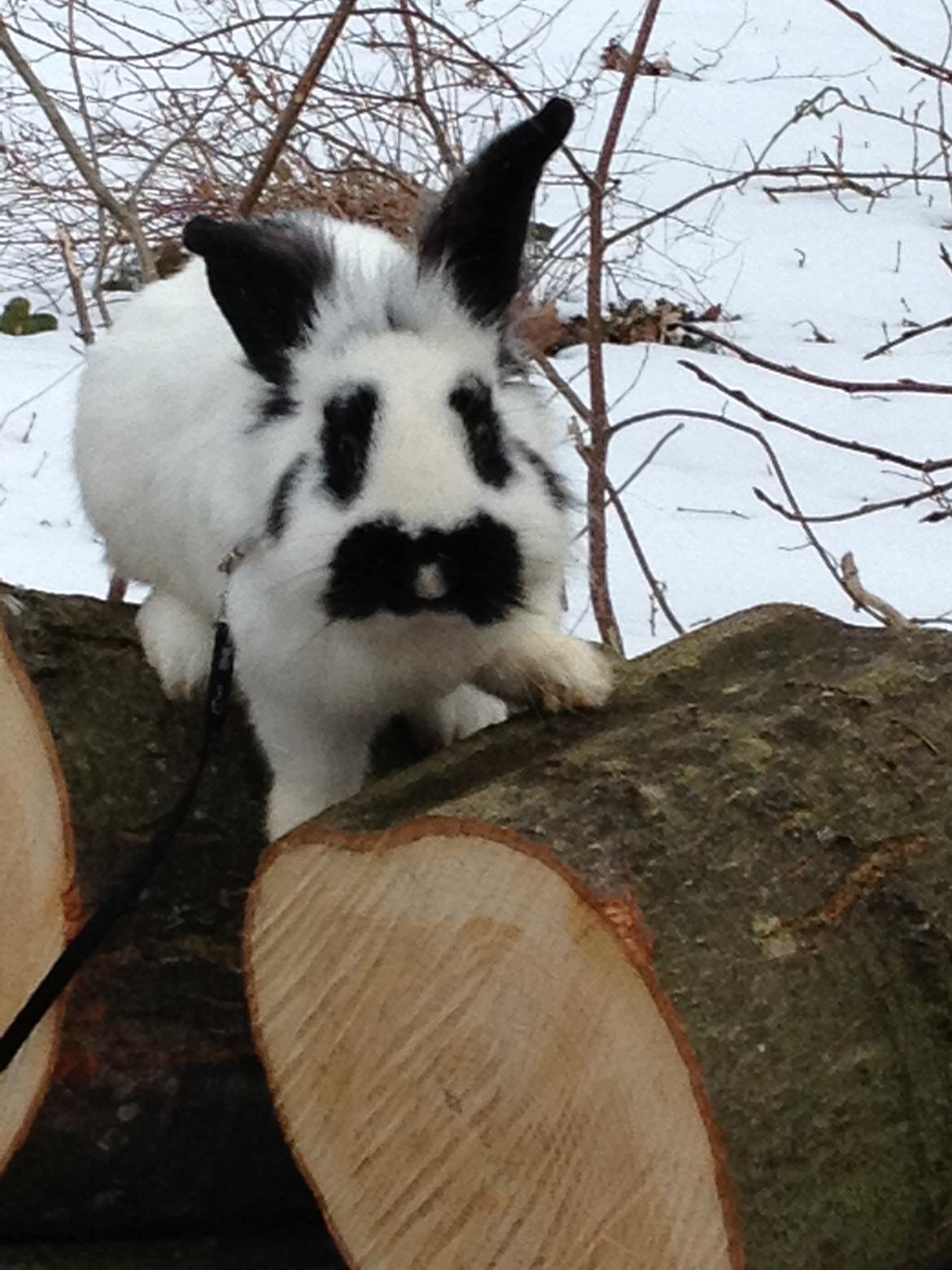 Kanin molly - hej jeg er her oppe billede 8