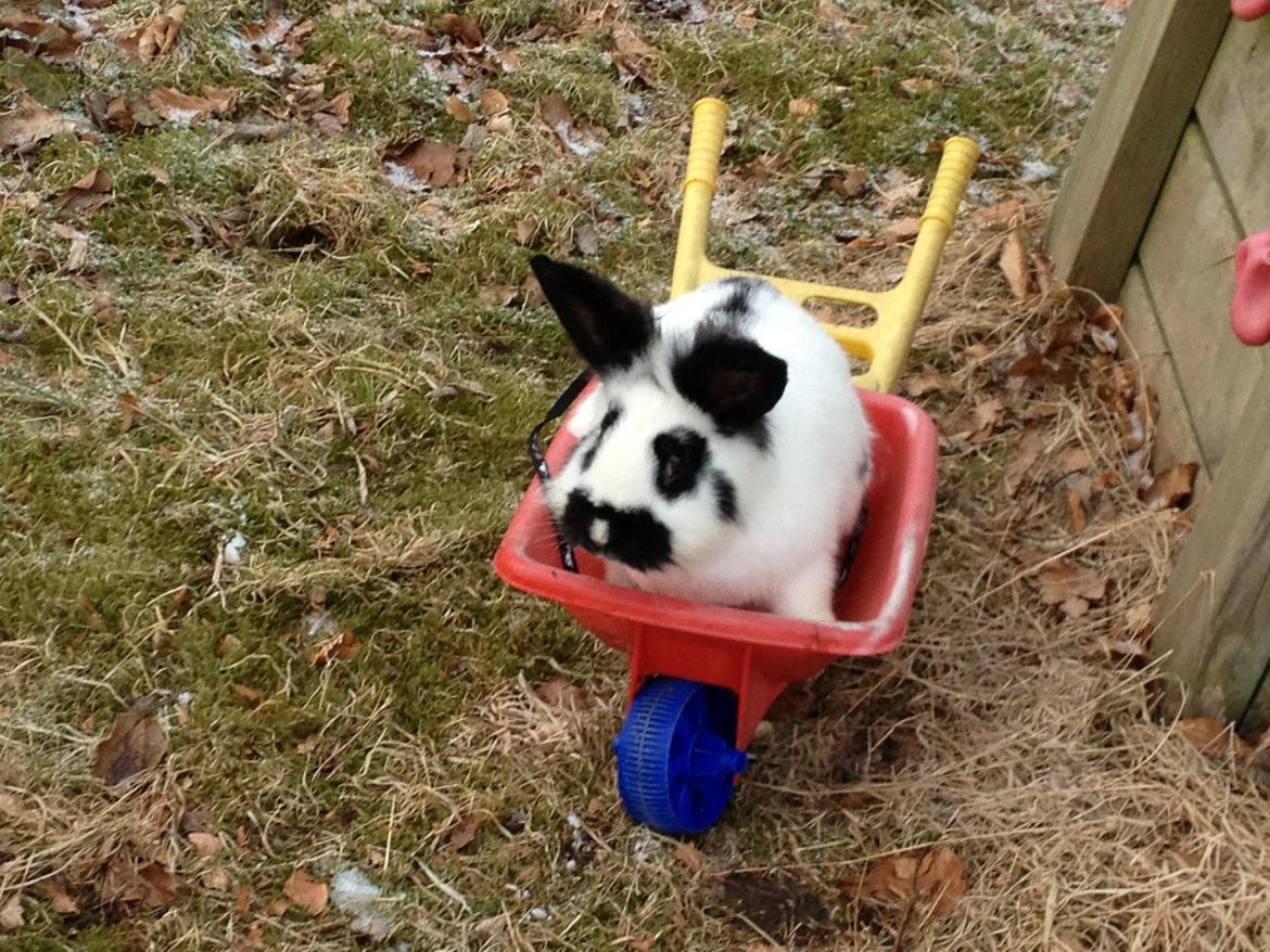 Kanin molly - jeg er klar
 billede 1