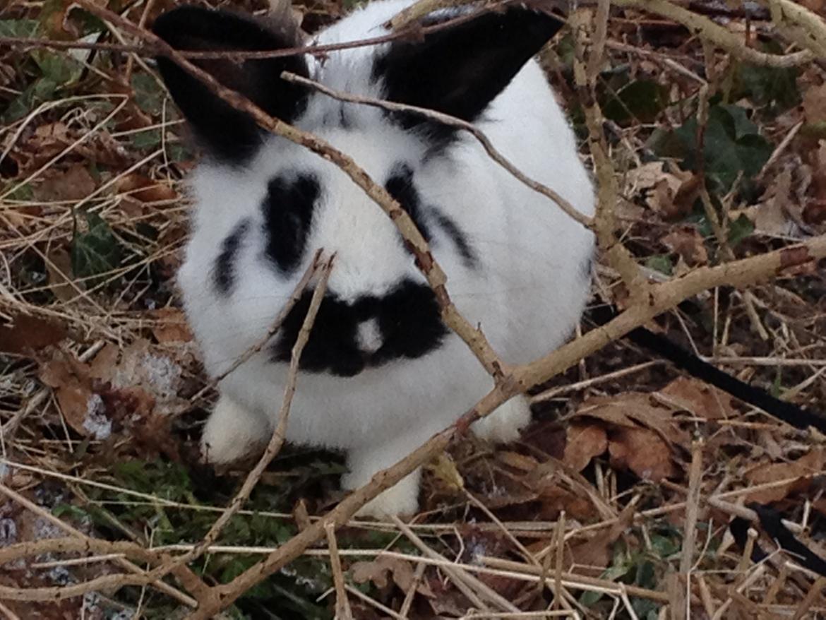 Kanin molly - jeg gemmer mig billede 13