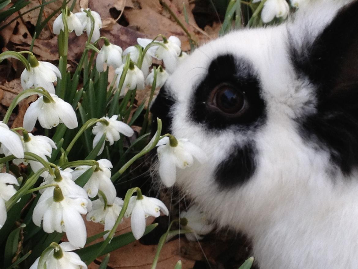 Kanin molly - ih.... det dufter<3 billede 4