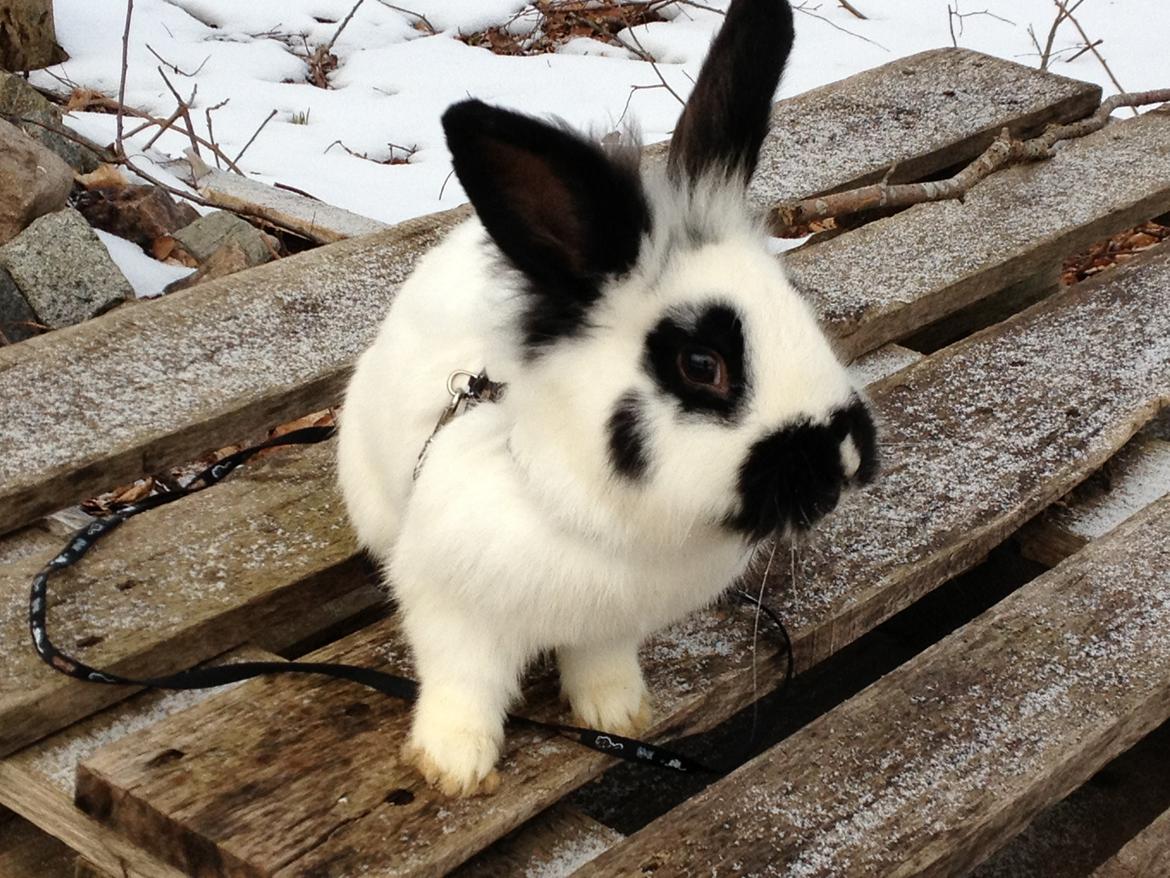 Kanin molly - heei billede 11