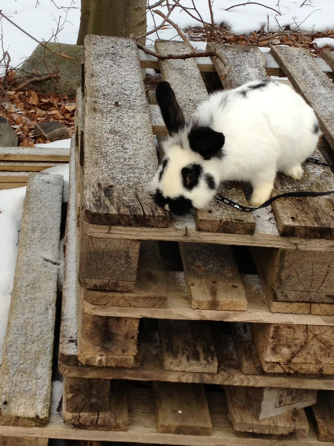 Kanin molly - må jeg springe billede 12