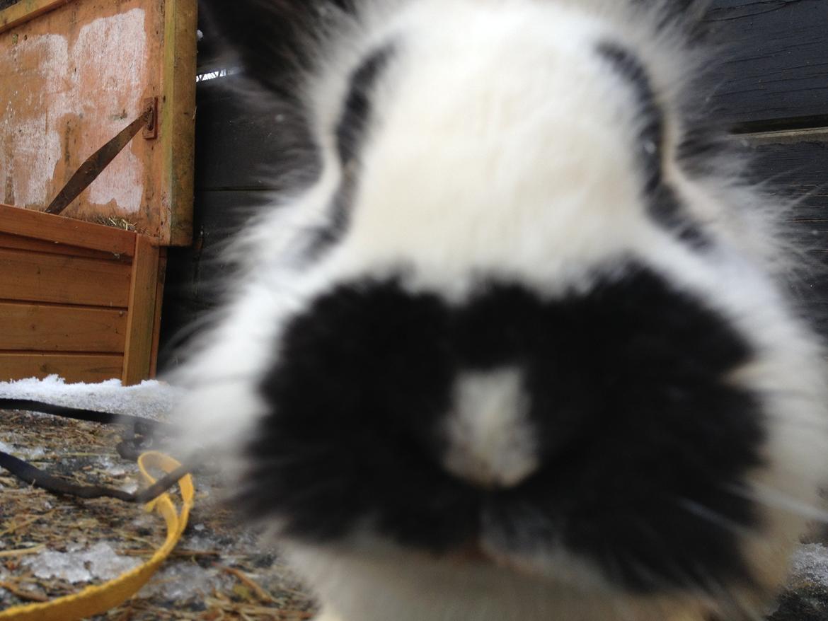 Kanin molly - *gab* billede 14