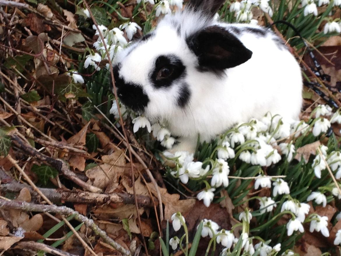 Kanin molly - jeg bader i skønhed billede 3