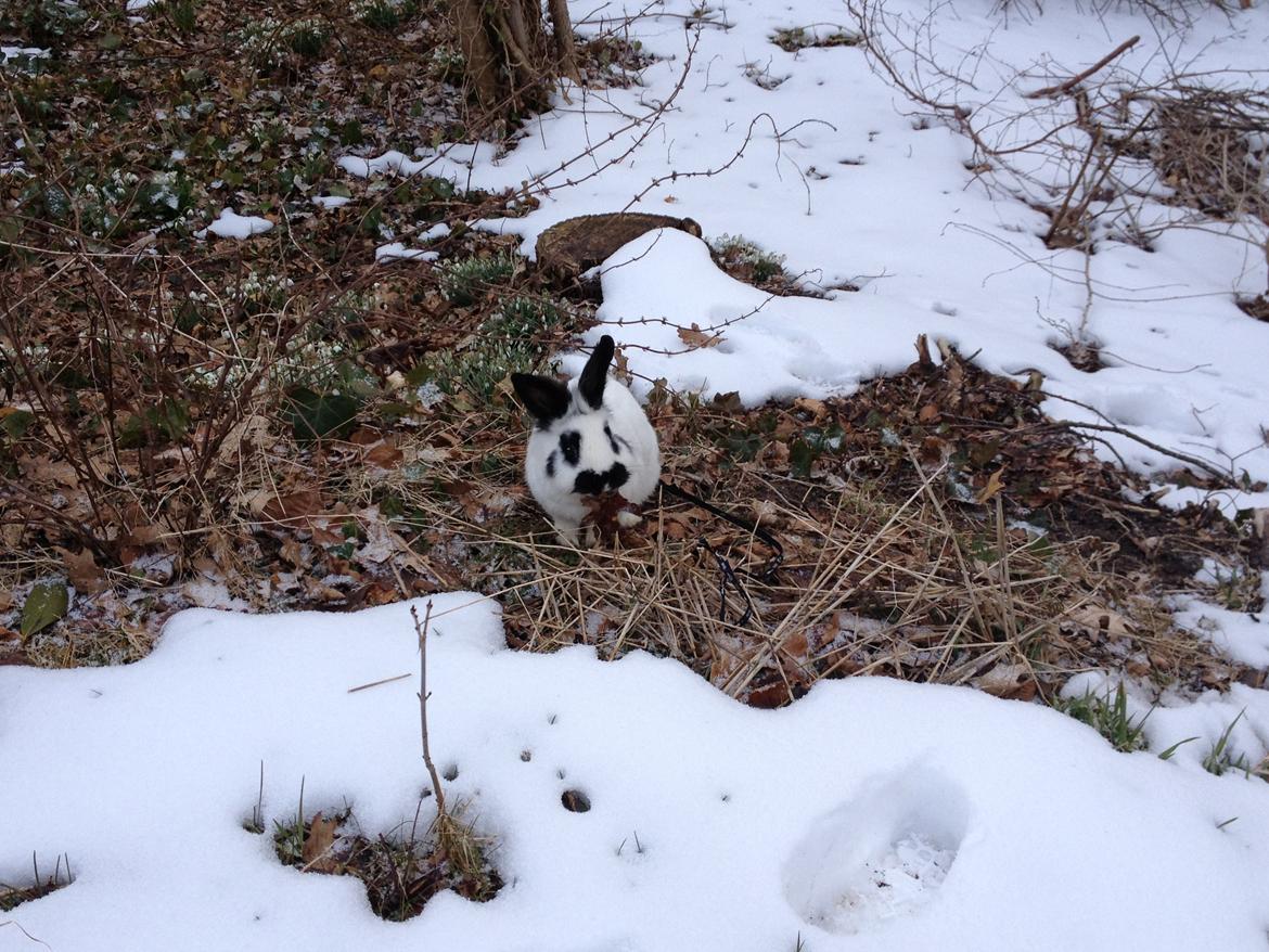 Kanin molly - jeg er her!<3 billede 5