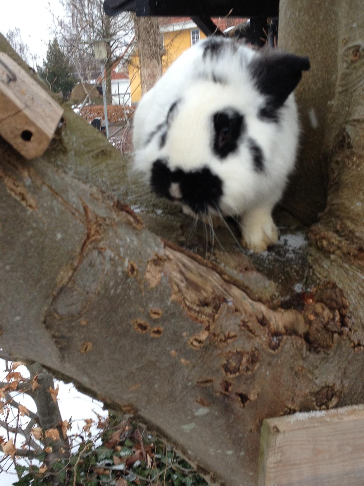 Kanin molly - kan du se mig? billede 7