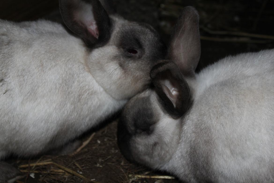 Kanin Linus - Linus og hans kæreste CoCo <3 billede 7