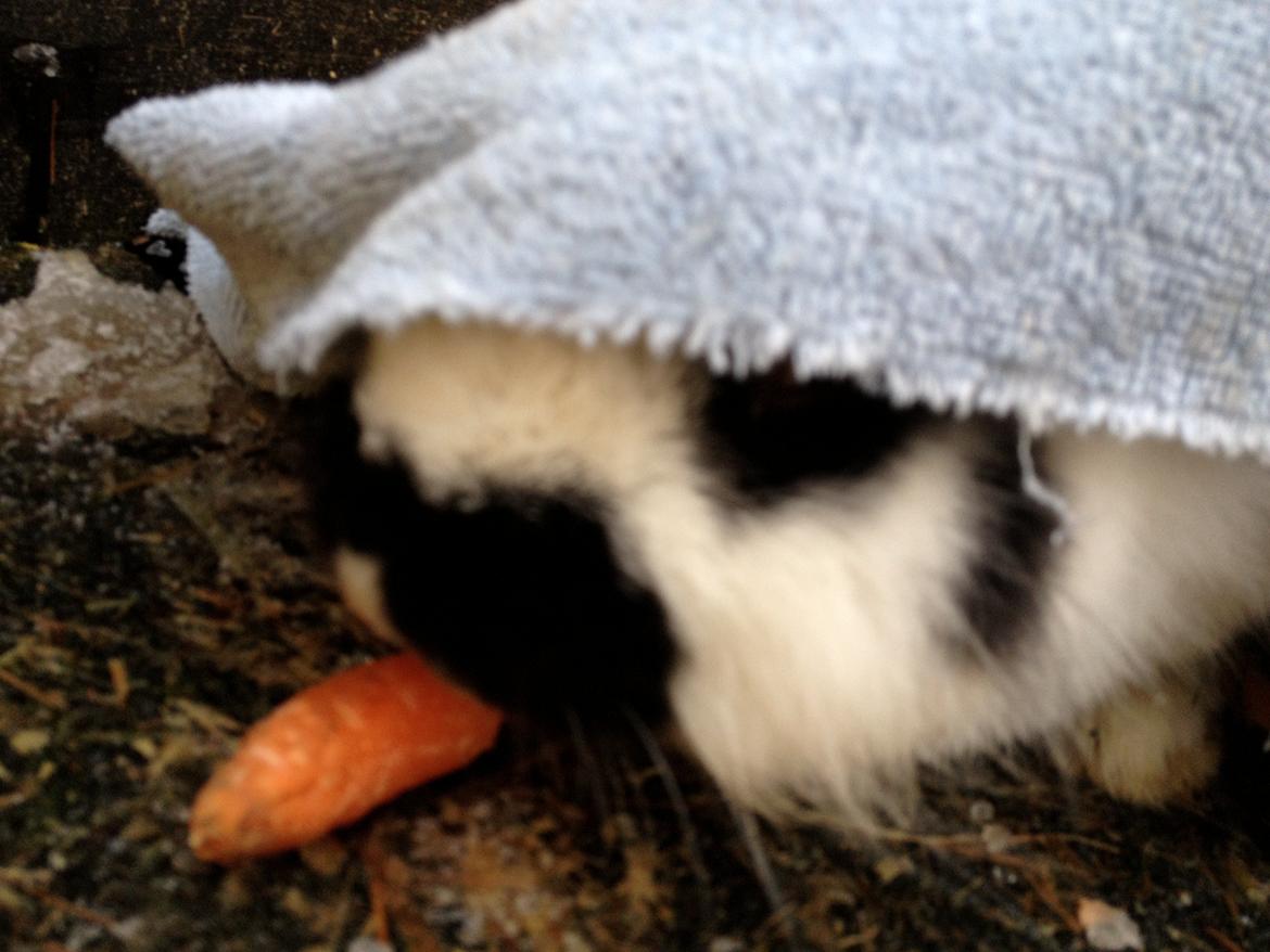 Kanin molly - jeg er her ikke billede 16