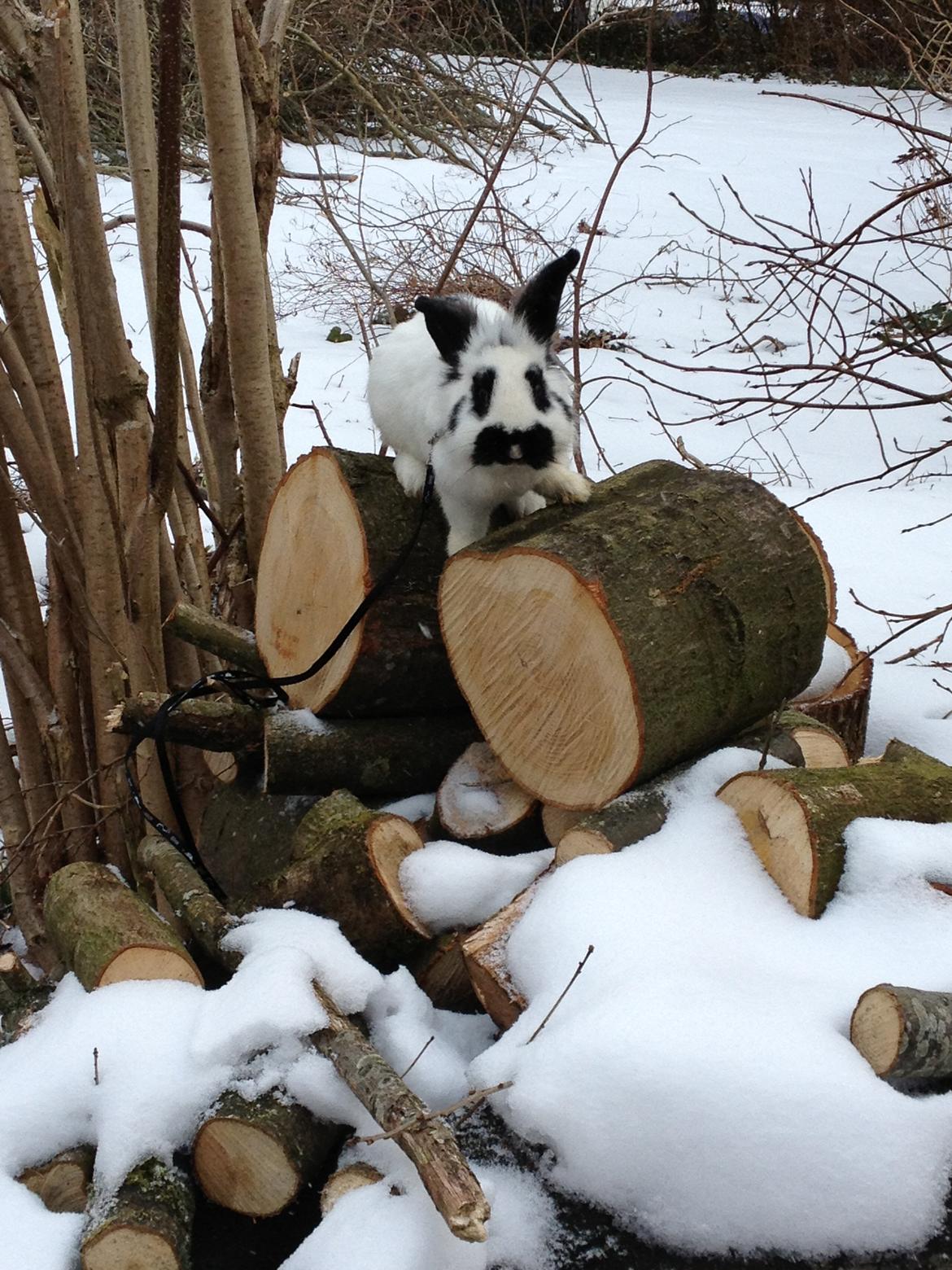 Kanin molly - jeg er så glad i dag  billede 9