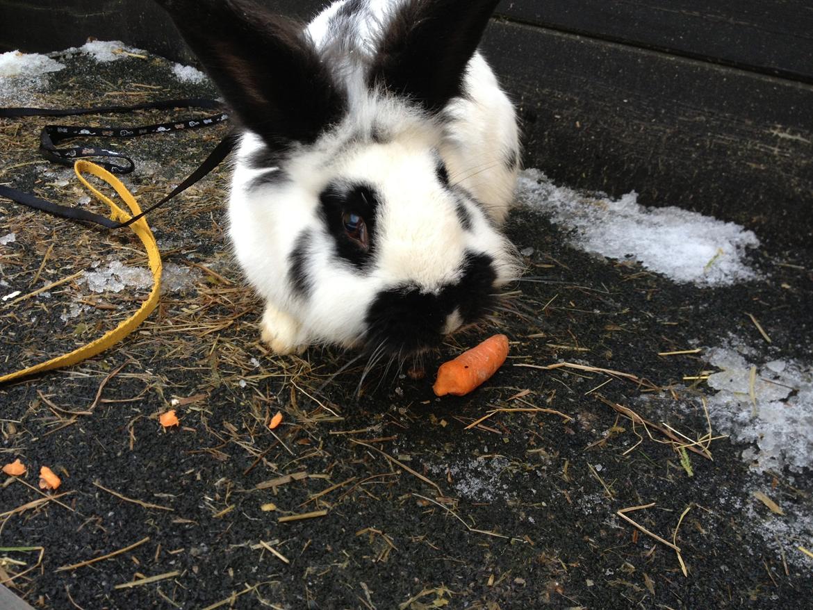 Kanin molly - det smager billede 15