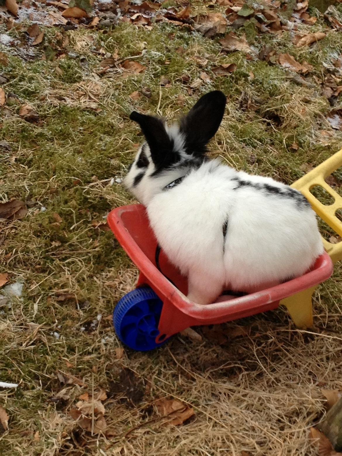 Kanin molly billede 2