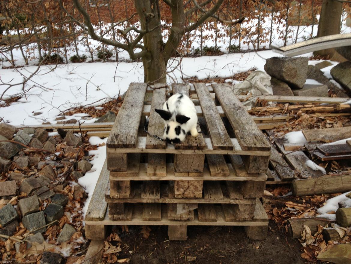 Kanin molly - heej søde billede 10