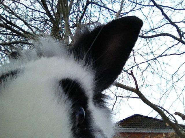 Kanin molly billede 17