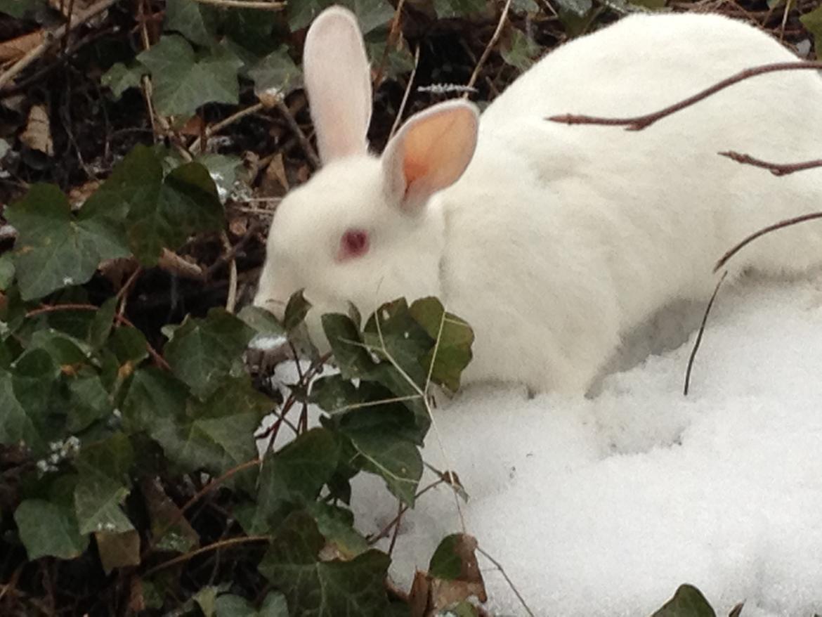 Kanin maja - UHhh...! det koldt billede 1