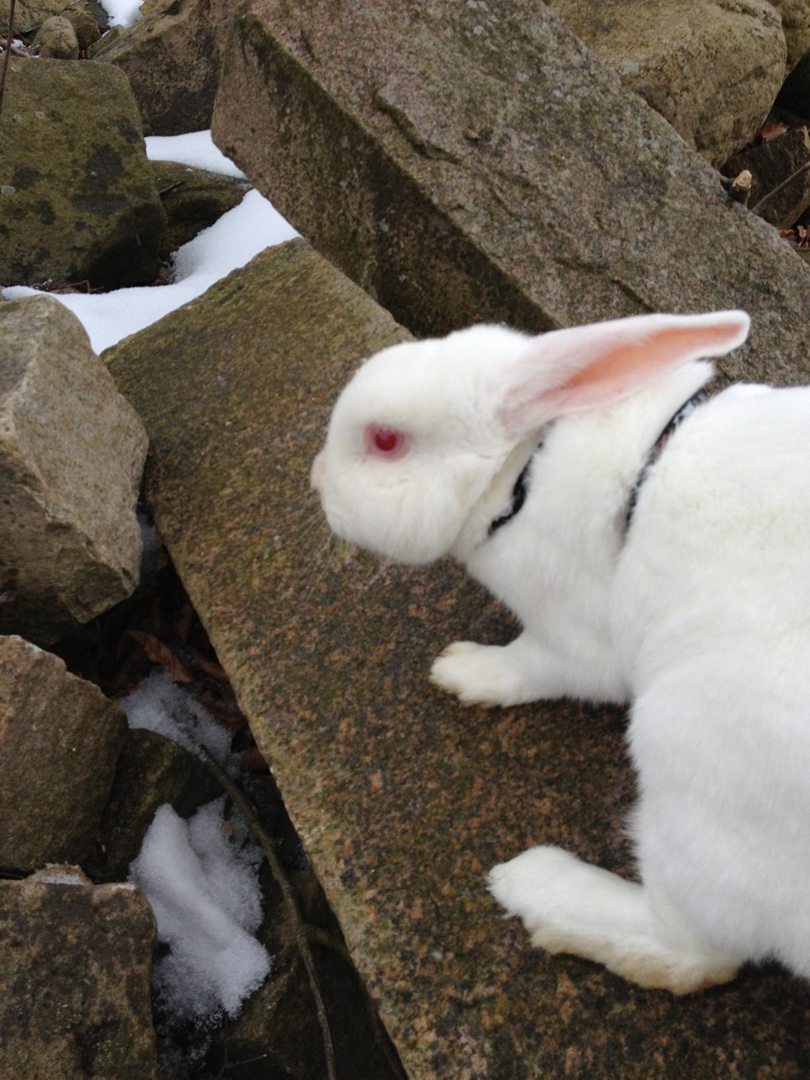 Kanin maja - Hvor langt tror du der er til den næste sten? billede 10