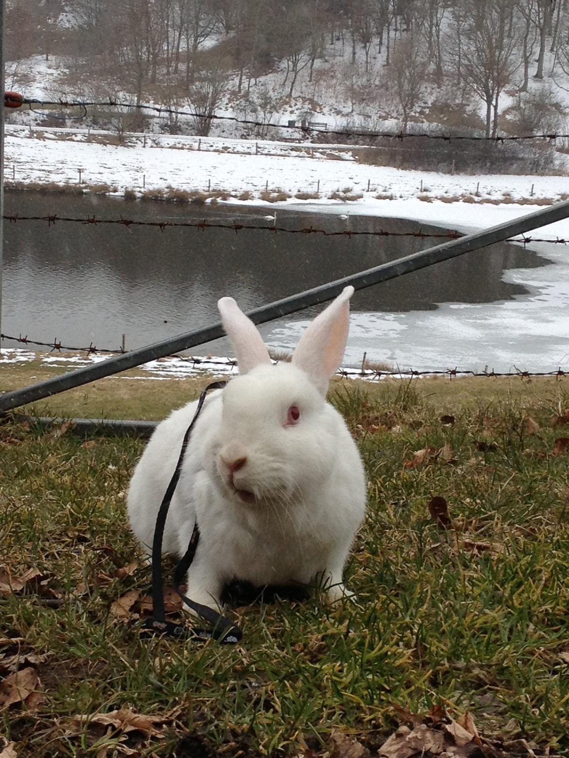 Kanin maja - Dejlig udsigt billede 4