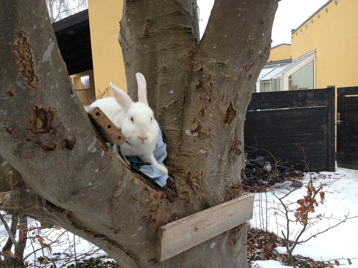 Kanin maja - Se mig? billede 7