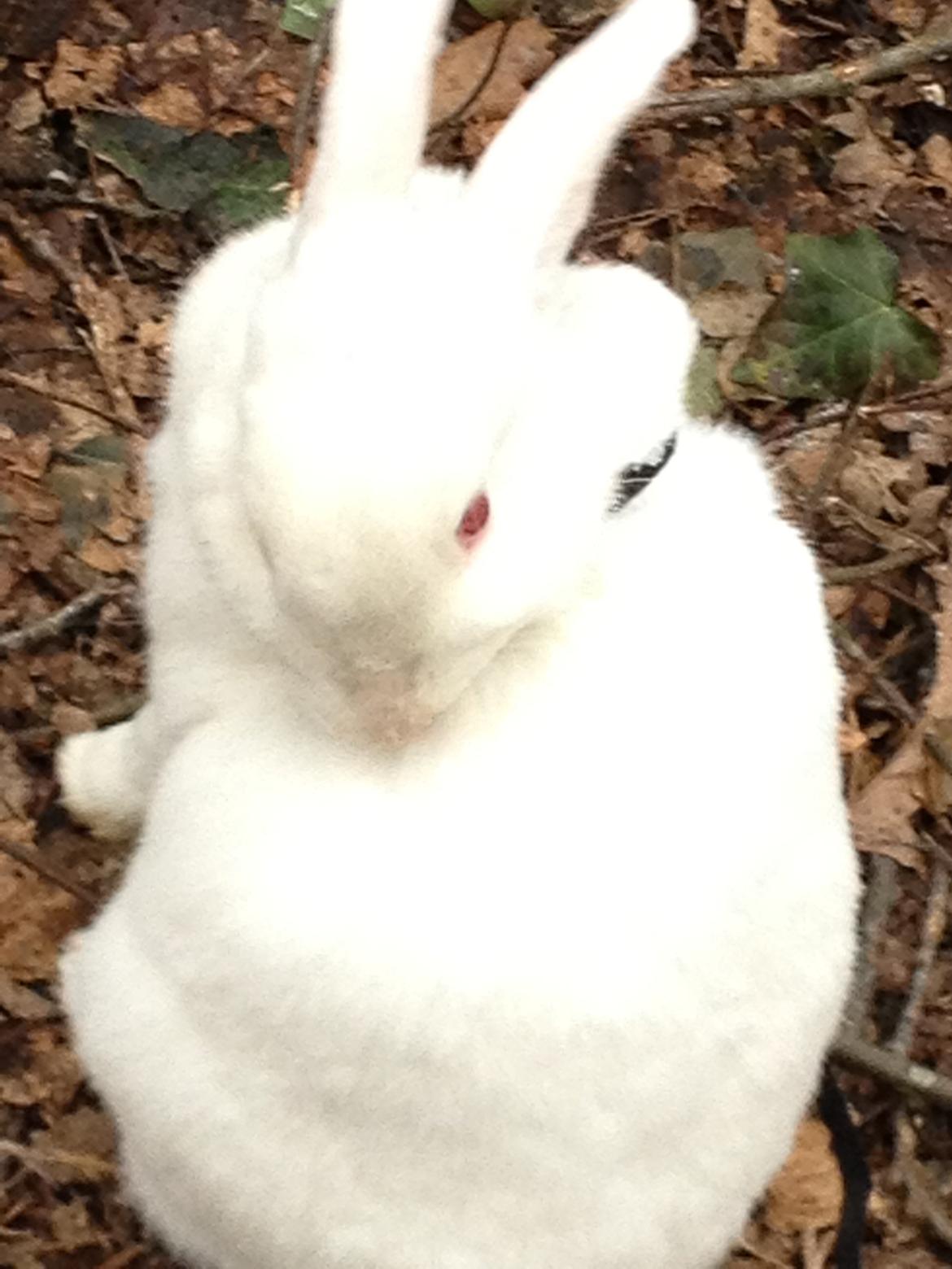 Kanin maja - VENT! jeg skal lige gør mig pæn inde du tar billedet billede 12