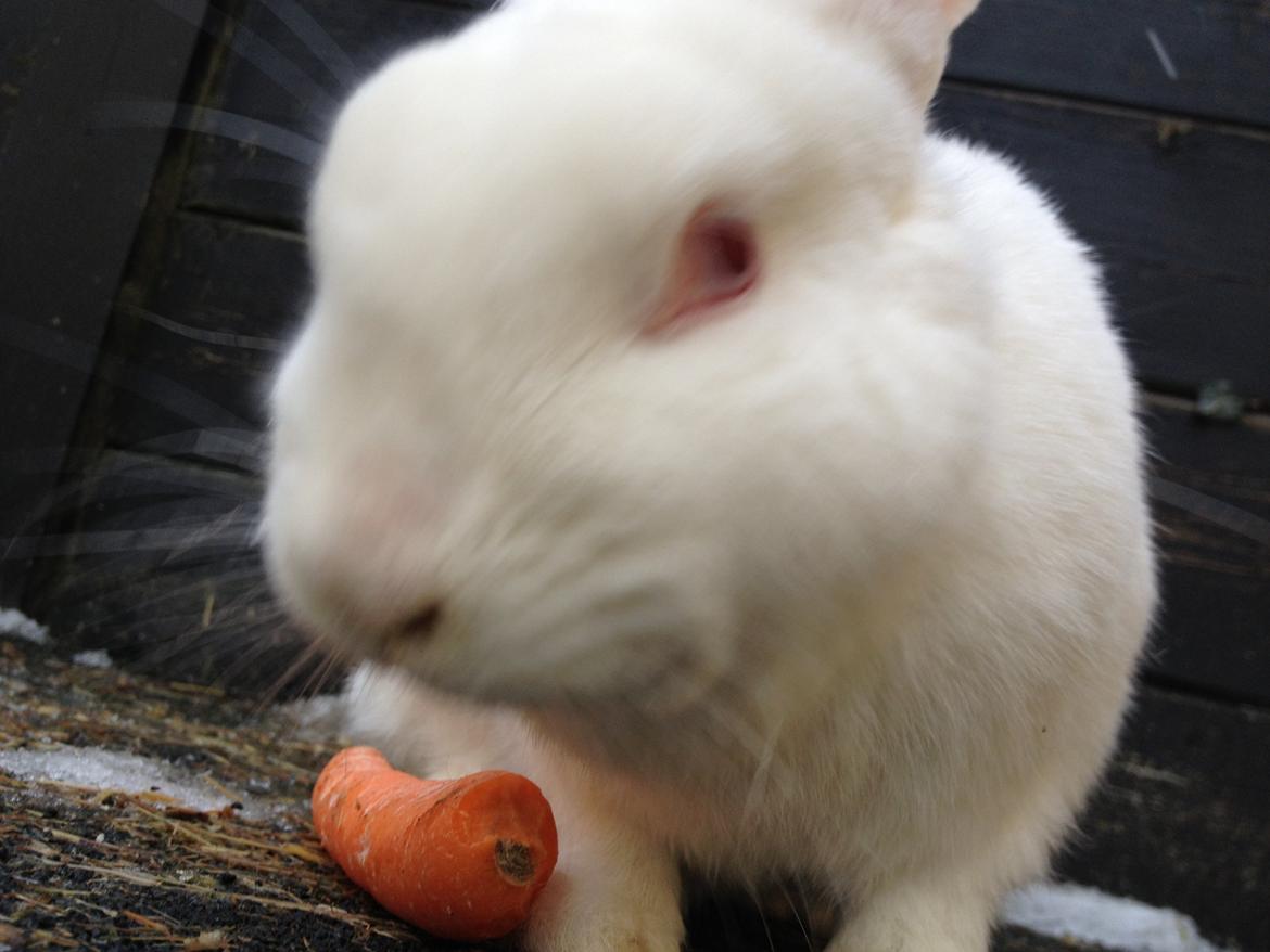 Kanin maja billede 15