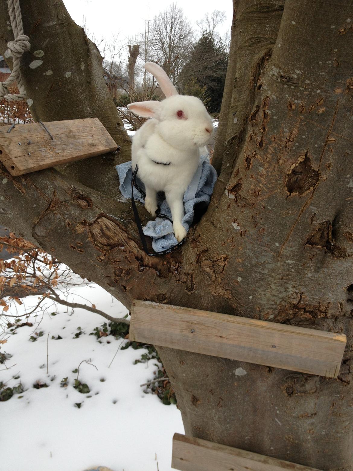 Kanin maja billede 8