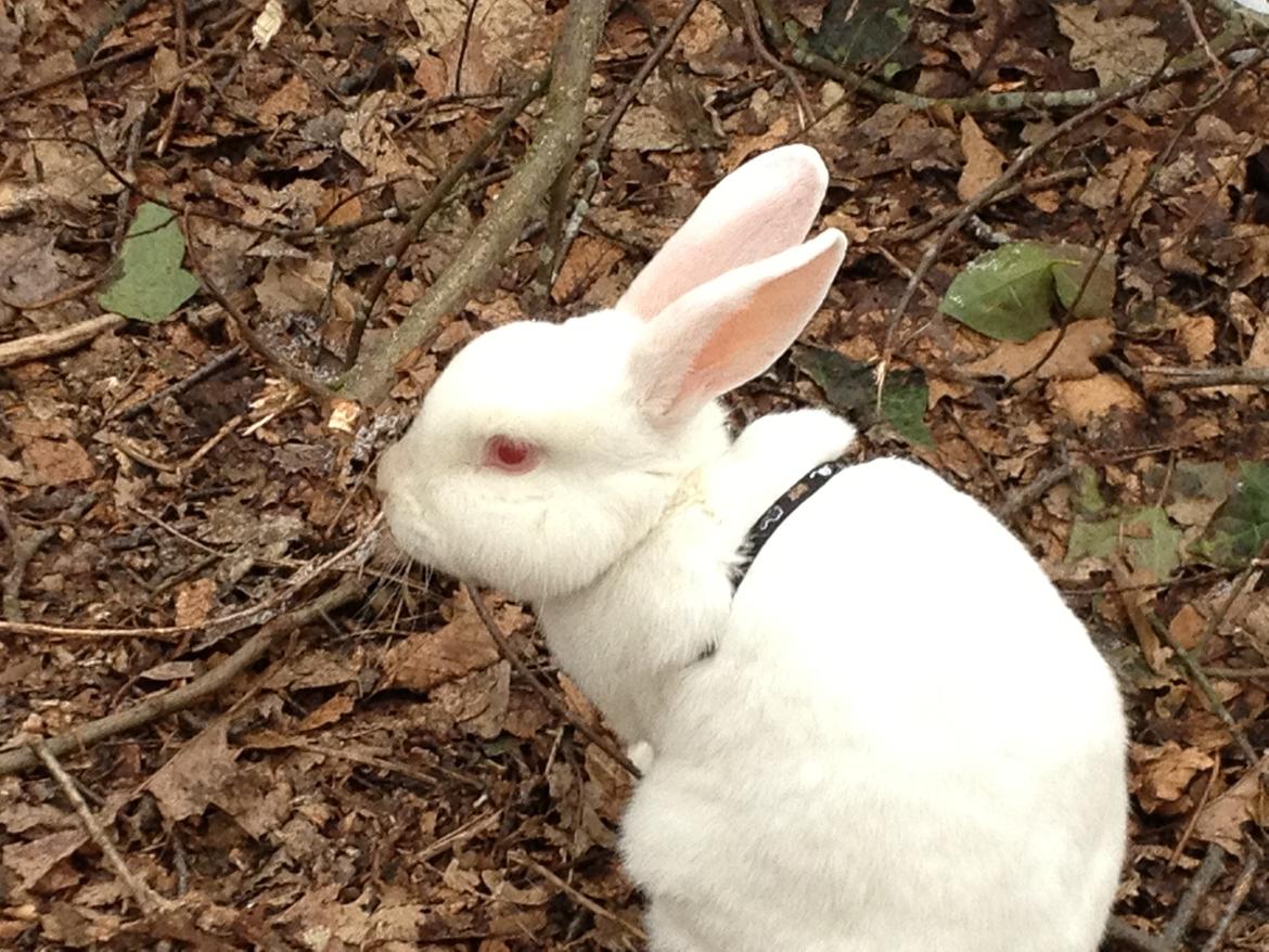 Kanin maja billede 11