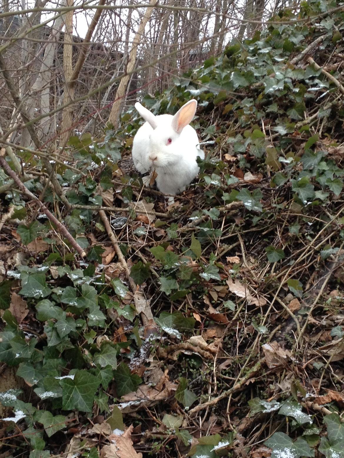 Kanin maja billede 2