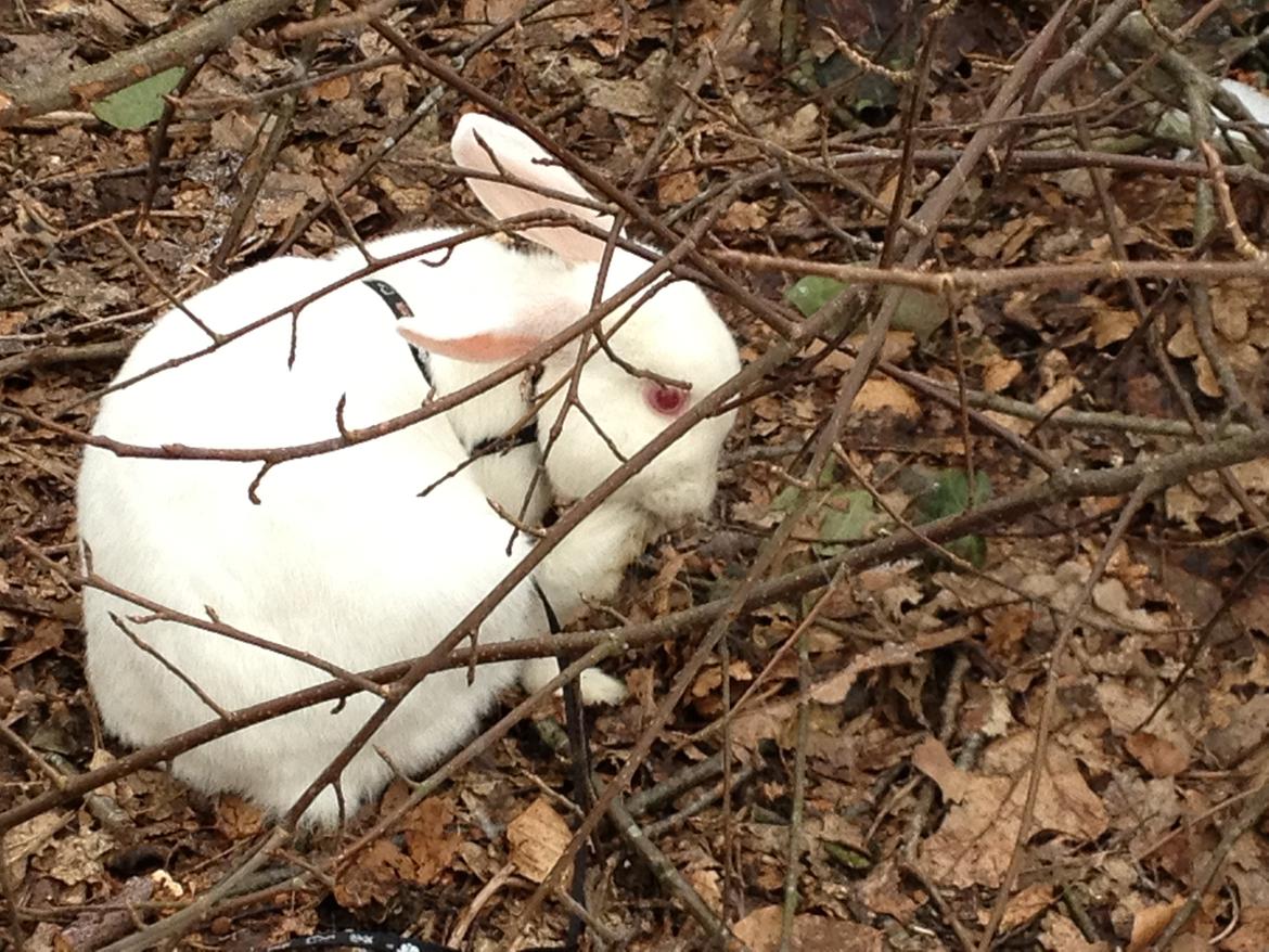 Kanin maja billede 13