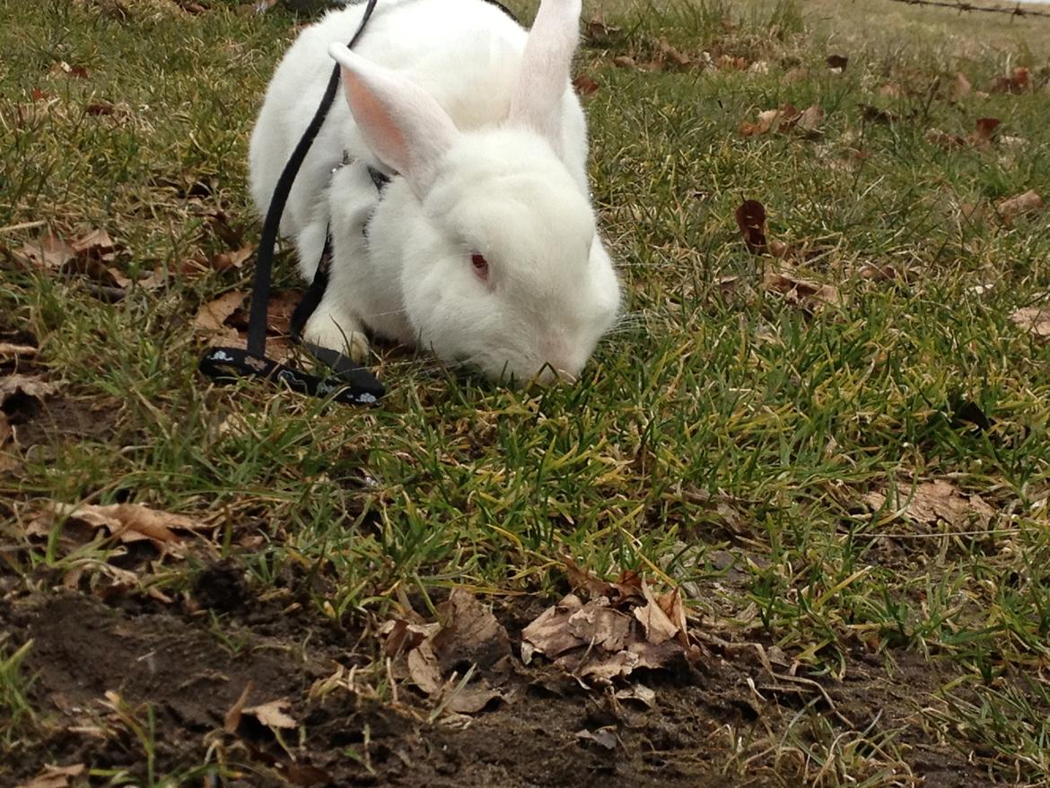 Kanin maja billede 5