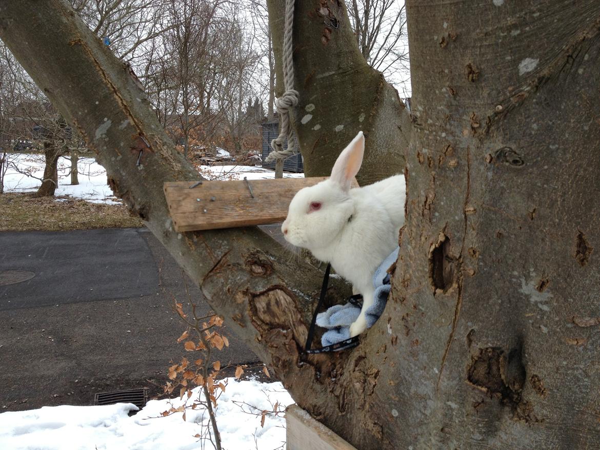 Kanin maja billede 9