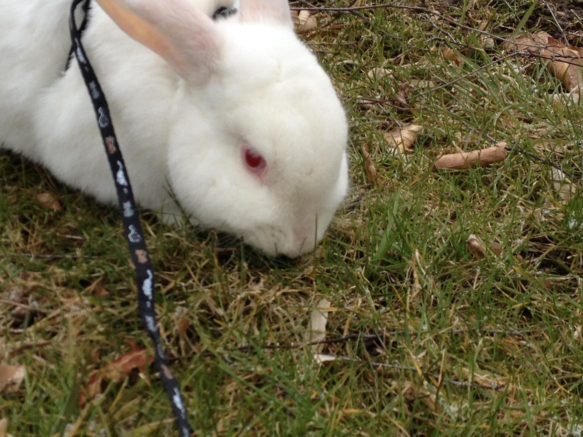 Kanin maja billede 6