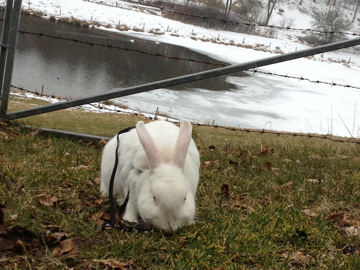 Kanin maja billede 3