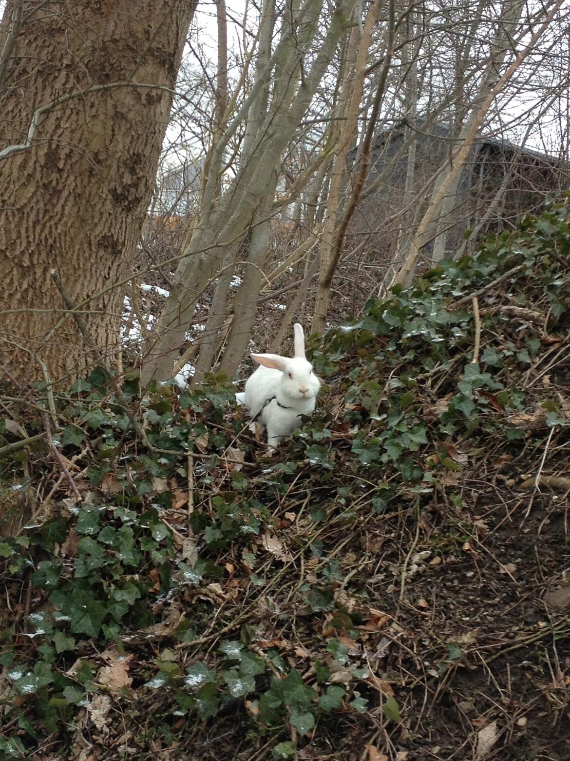 Kanin maja billede 16