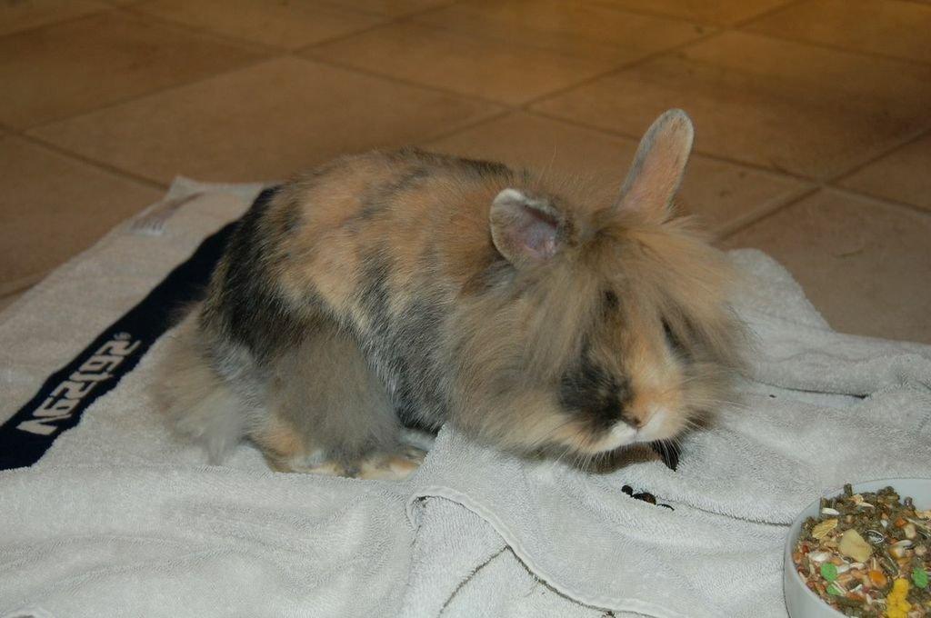 Kanin Misty *endnu en stjerne i himlen:'( * billede 1