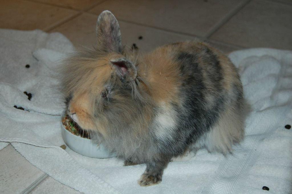 Kanin Misty *endnu en stjerne i himlen:'( * billede 2